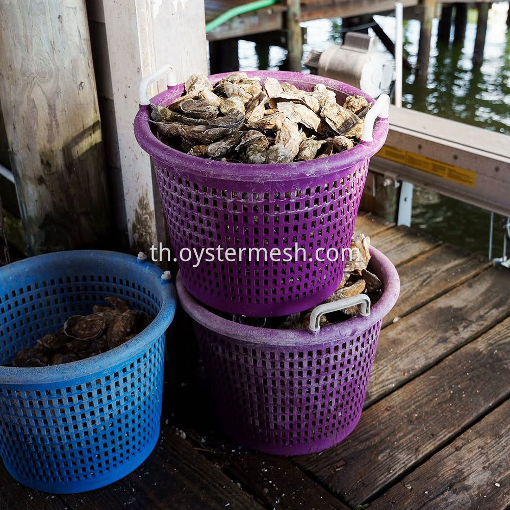 American round basket for oyster
